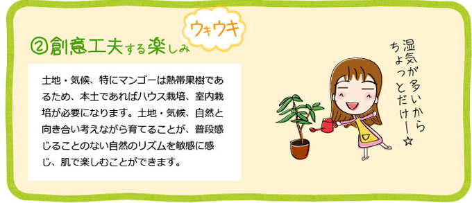 キーツマンゴー接木苗 2～3年・3～4年（送料別）｜マンゴー栽培に興味がある方応援します。
